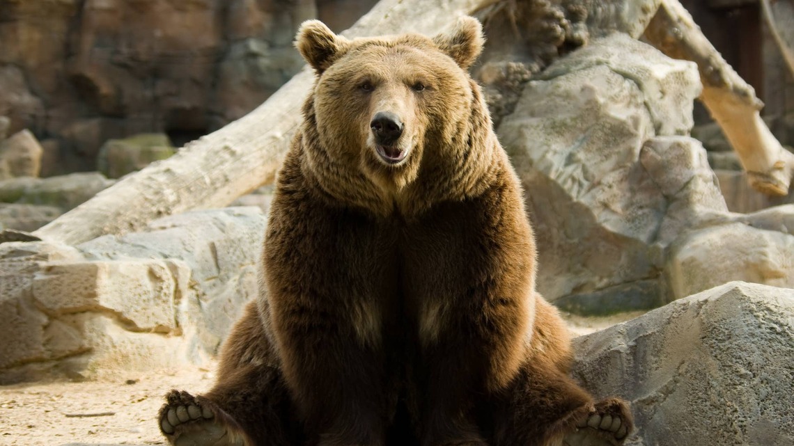 Everybody Smiled Watching This Bear Try to Scratch an Itch