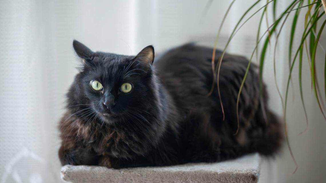 Internet Is Shocked by How Unbothered This Black Cat Is About Literally Everything 