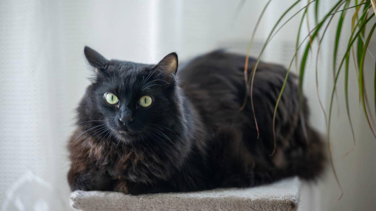 Black Cat.
