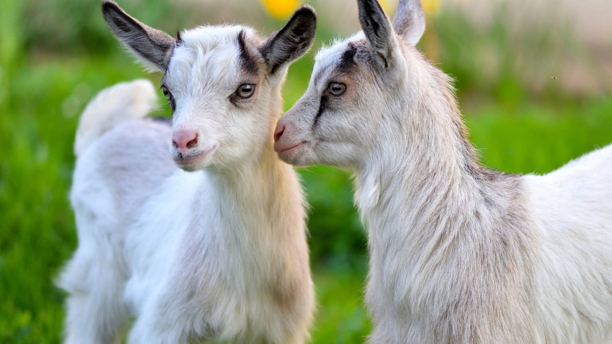 baby goats kissing. 