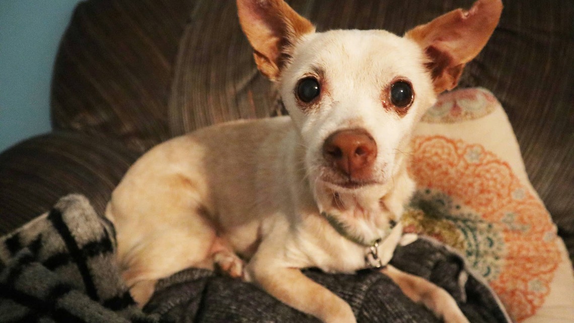Chihuahua Seen As 'Too Old and Sick to Save' Gets Miraculous Second Chance