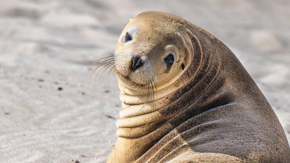 This Endangered Sea Lion Pup Was Found Sheltering Inside a Seafood Plant-and the Next Day He Was Spotted Snuggled Up With Other Sea Lions 