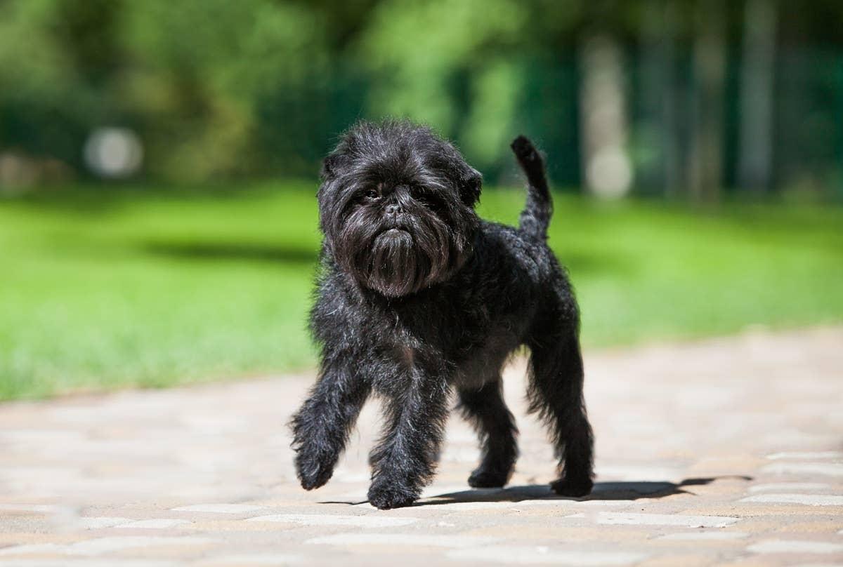  A fluffy Affenpinscher walking outside that looks like an Ewok.