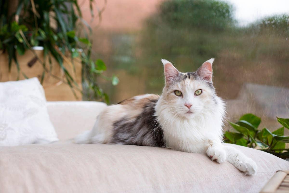  This large breed is affectionate, social, and people-oriented.