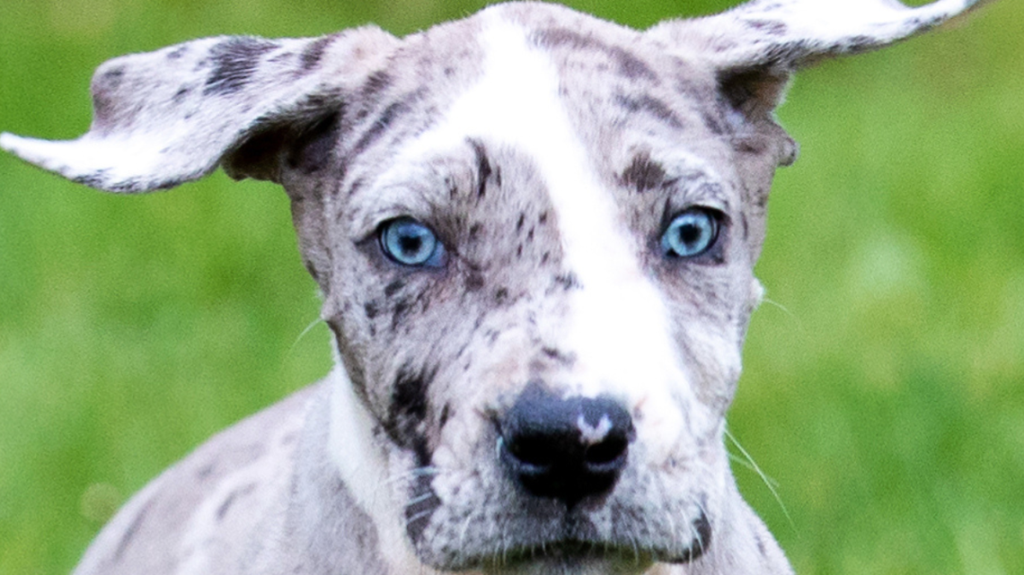 This Great Dane Puppy Looks Like Someone Mixed a Dalmatian, Fox, and Dragon Together 