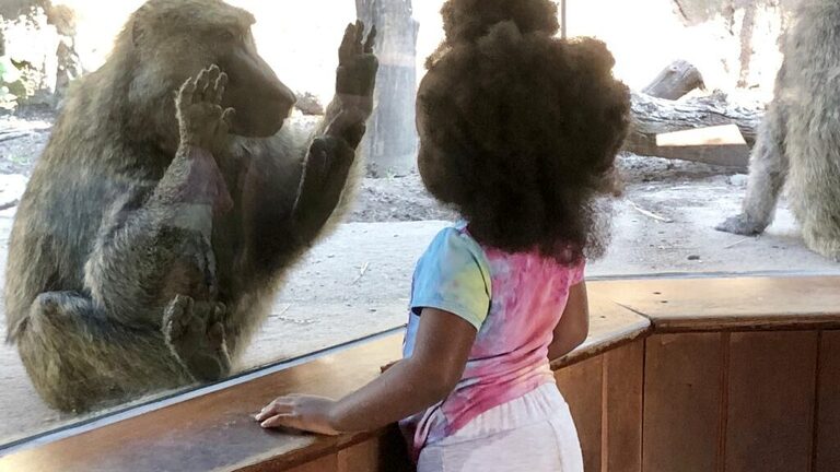 New study finds monkeys and kids share same grasp of geometry