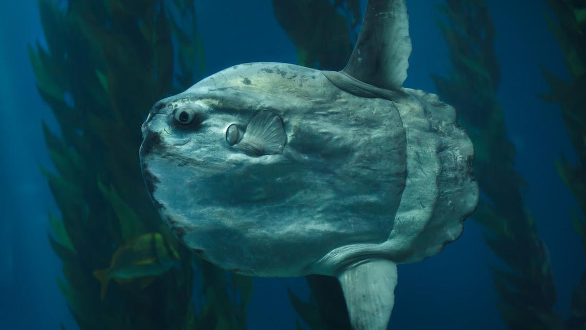 The Monterey Bay Aquarium Is Now Home to the Ocean's Strangest Fish-Catch It Before It's Released 
