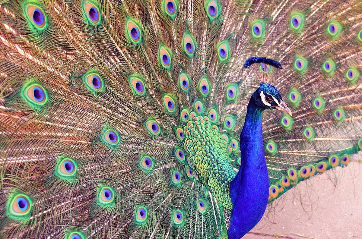  A peacock enjoying being the center of attention like August born birth months.