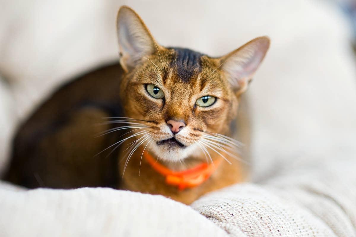  A curious explorer cat that enjoys movement and traveling.