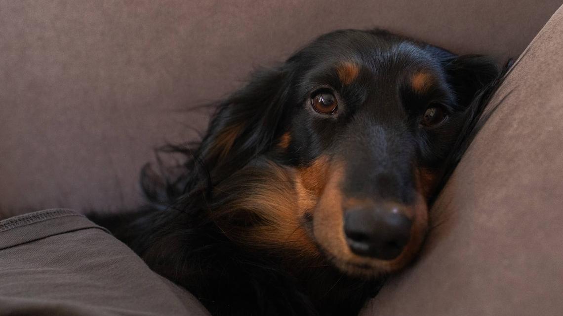 Dachshund Gets Jealous When Mom Kisses Dad and Ruins the Whole Night 