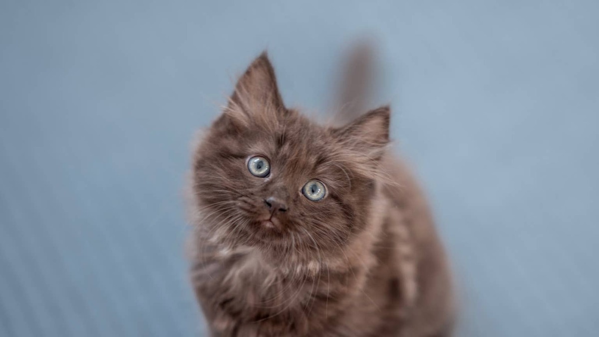 A fluffy brown kitten gazes up.
