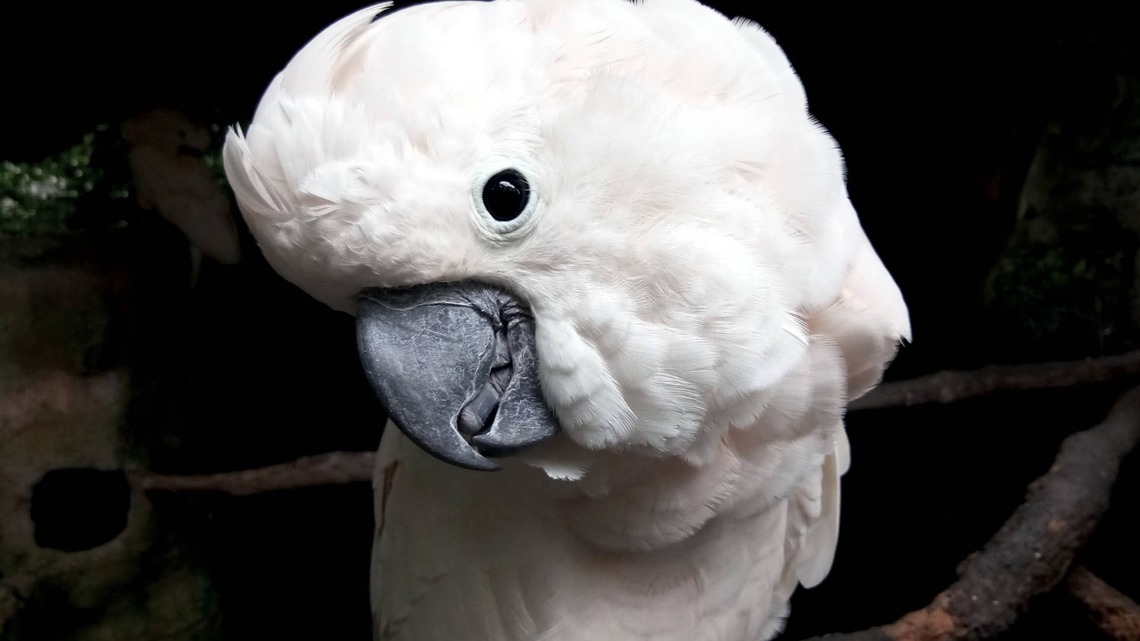 Funny Cockatoo 'Milks the System' to Manipulate Grandma Into Giving Him Treats 