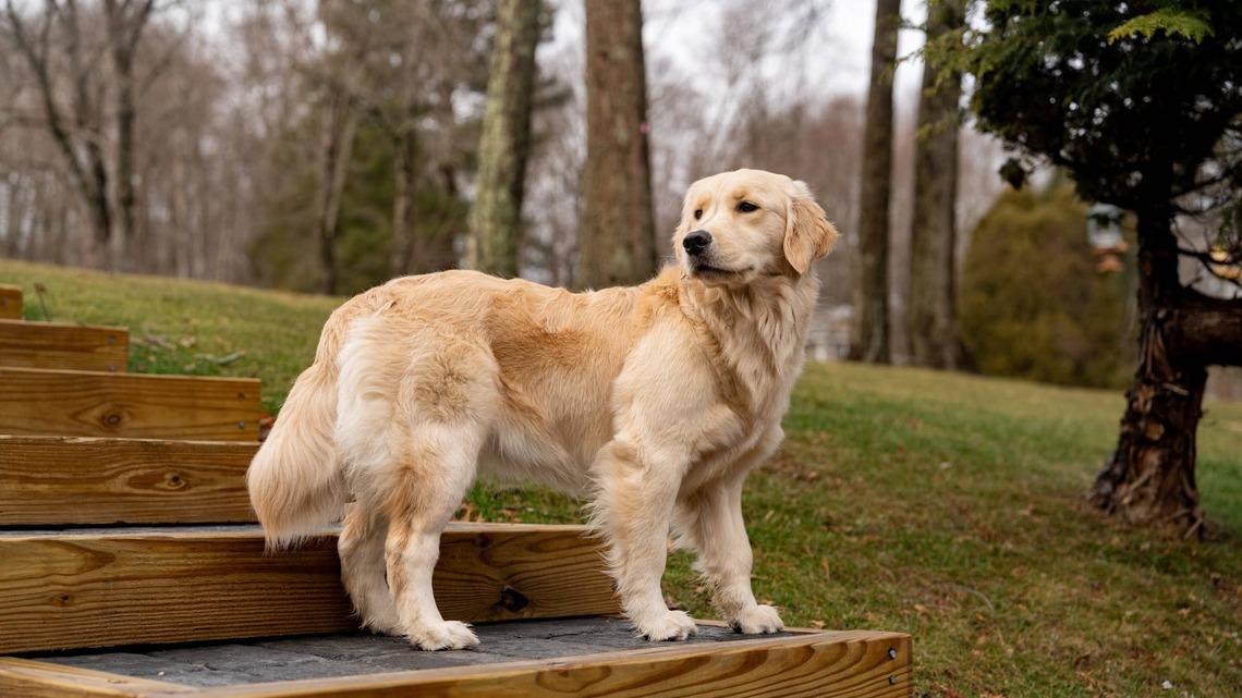 Golden Retrievers Help Themselves to Ice From the Fridge Like It's Their Personal Snack Bar 
