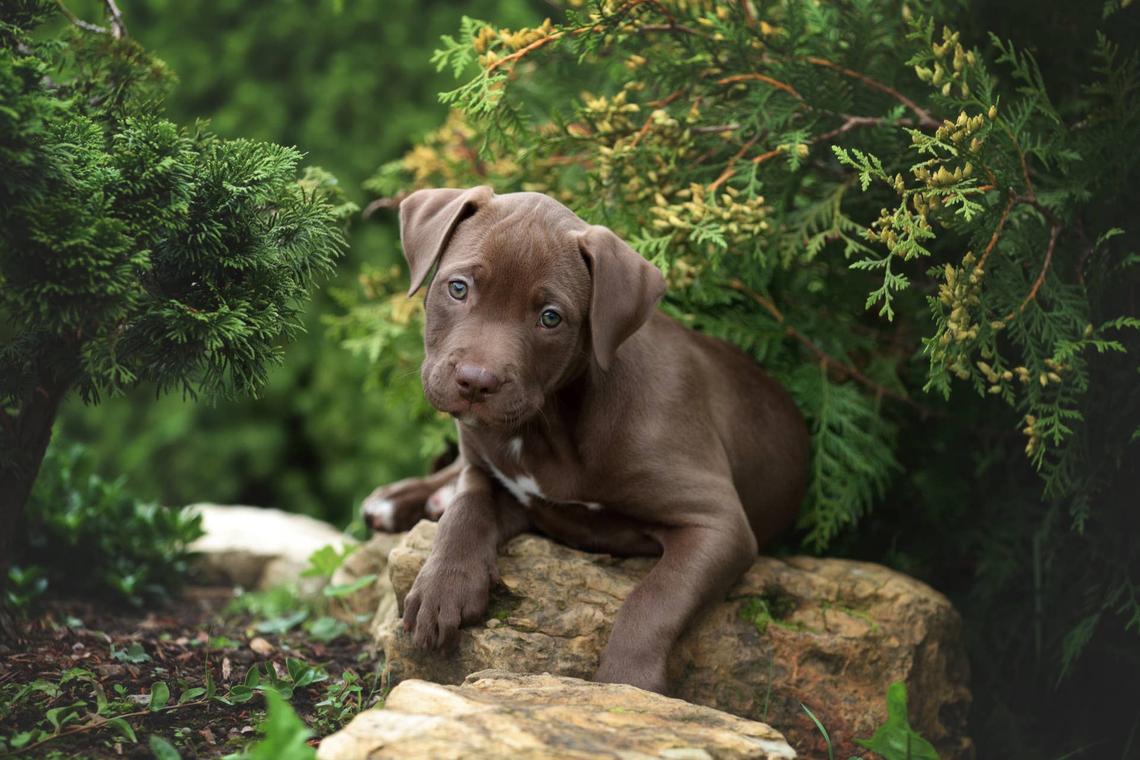 New GA law cracks down on puppy mill problem. Here are the details