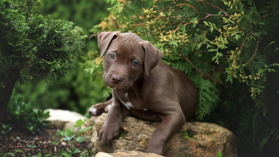 Pit Bull Learns the World Doesn't Revolve Around Them, and They're Not Having It 