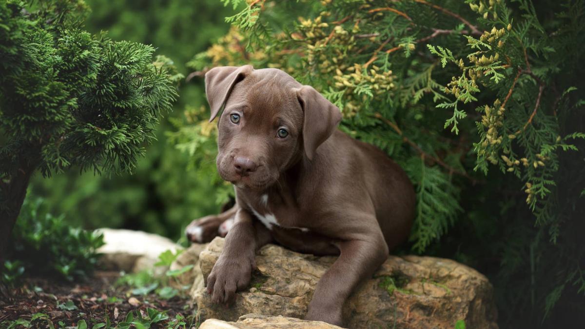 New Georgia law designed to crack down on puppy mills.