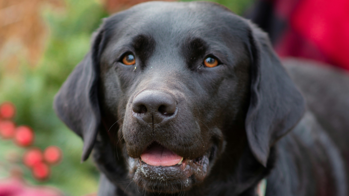 black lab.