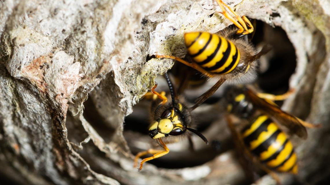 How to keep wasps away from your SC porch all season. Tips from pros