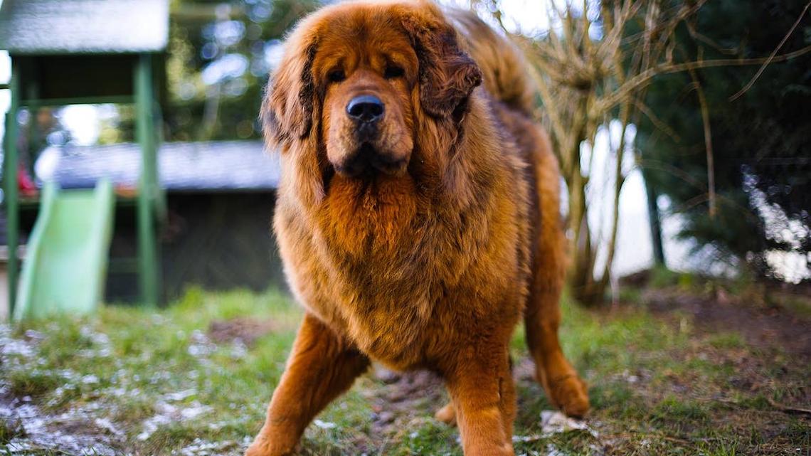 Gigantic Tibetan Mastiff Meets a Tiny Chihuahua and Immediately Tries To Play 