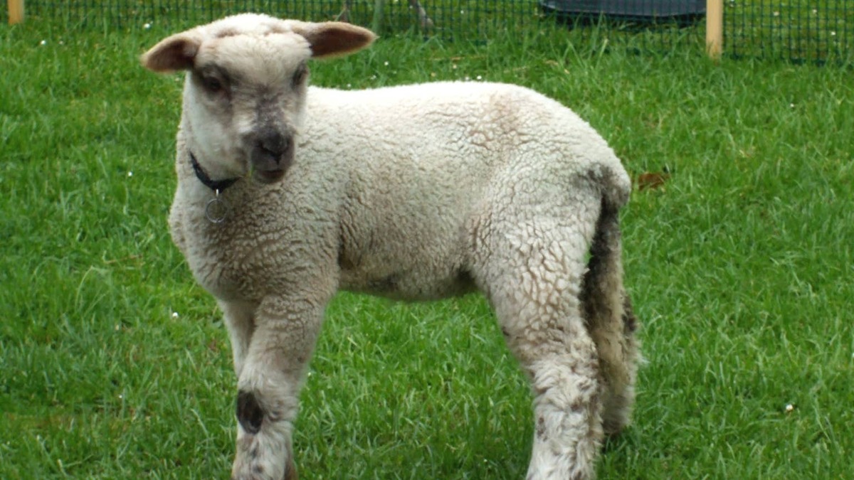 Lamb standing in grass.