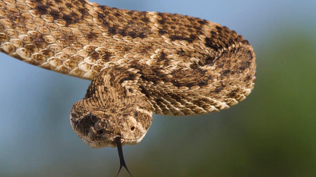 A rattlesnake in Arizona. 