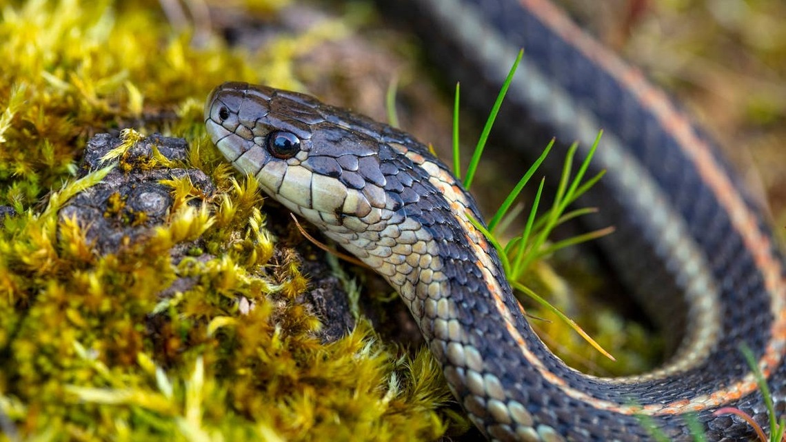 7 Oregon Rivers and Lakes With Snake Activity 
