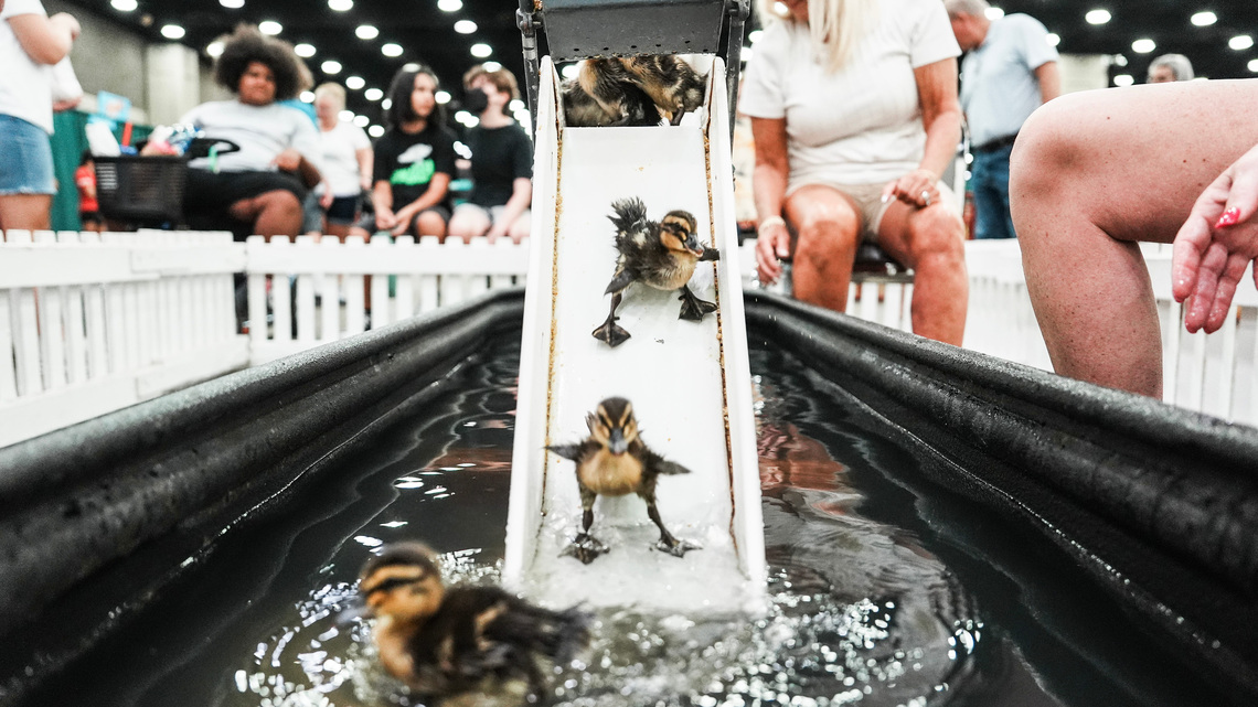 Why the most popular Kentucky State Fair event might be the duck slide 