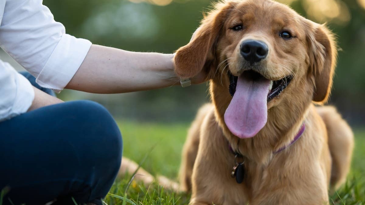 A dog parent cuddling her pup and bonding. 