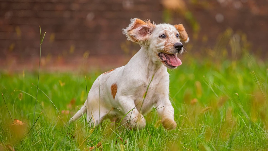 English Setter Puppy's Spotted Coat Makes Him Look Just Like a Tiny Giraffe 