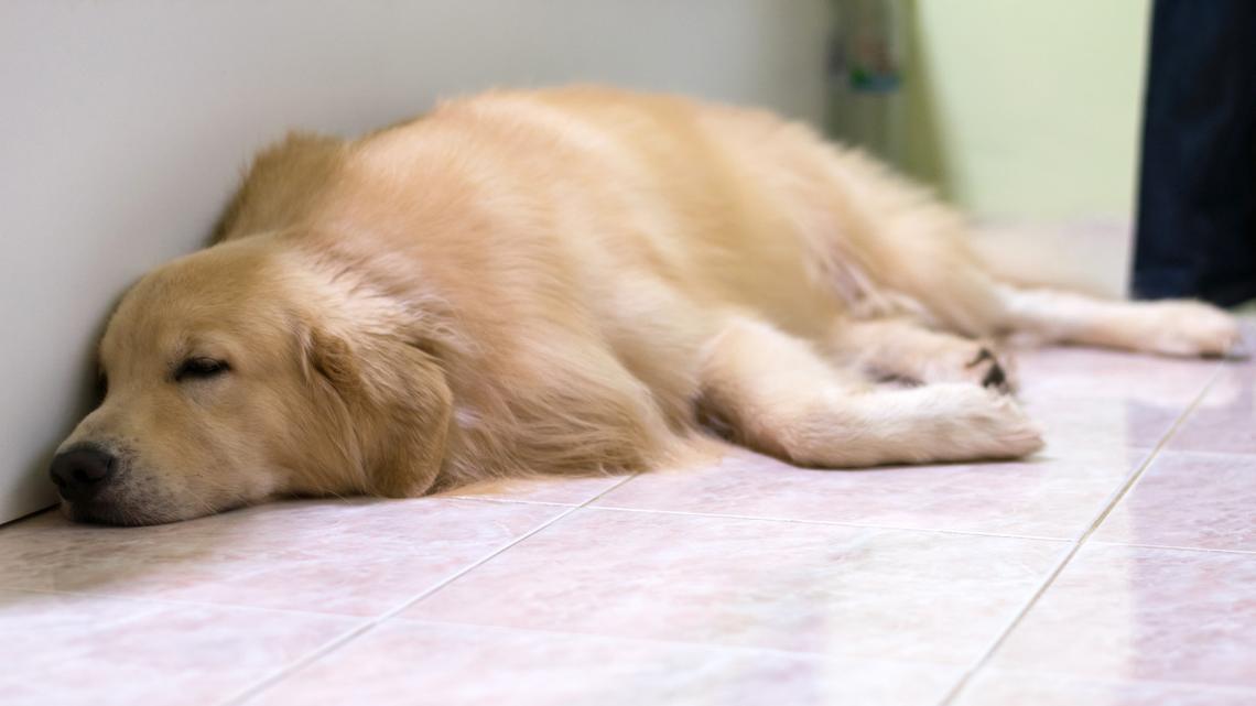 Golden Retriever's Quirky Sleeping Spot Will Crack You Up 