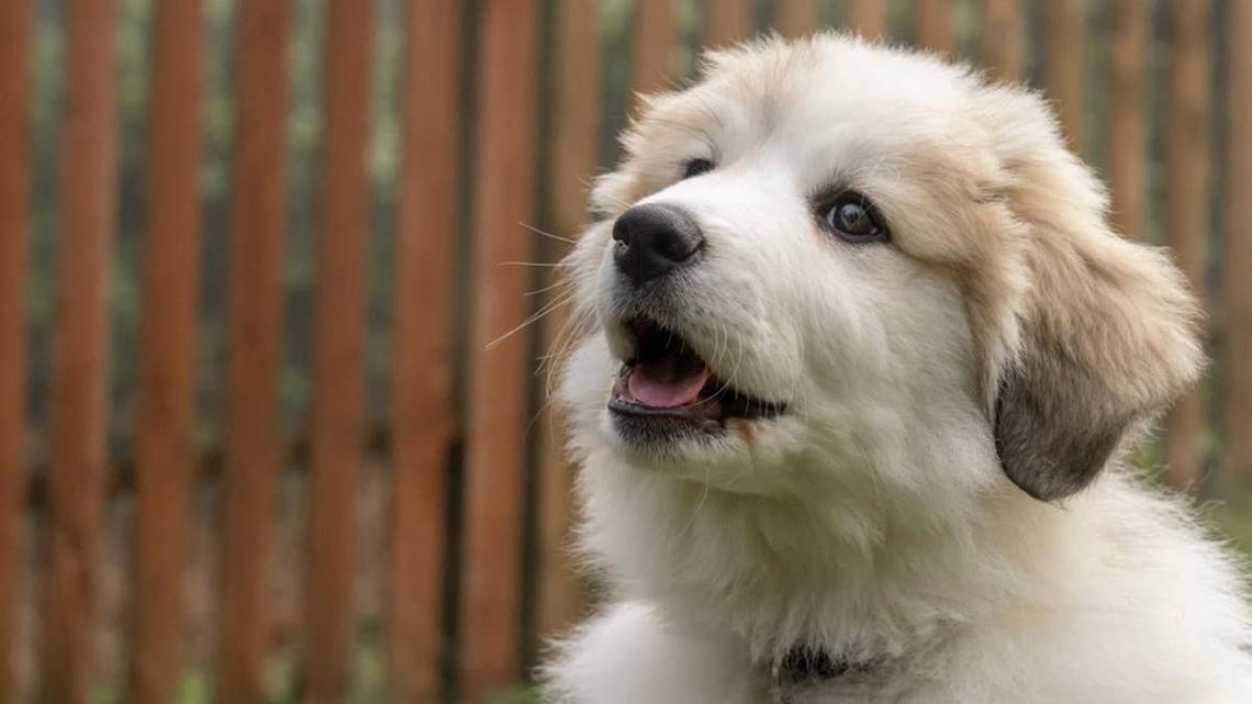 10-week-old Great Pyrenees puppy. 