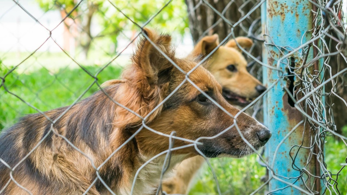These 2 Shelter Dogs Have Been Returned Twice and Just Want a Home Together 