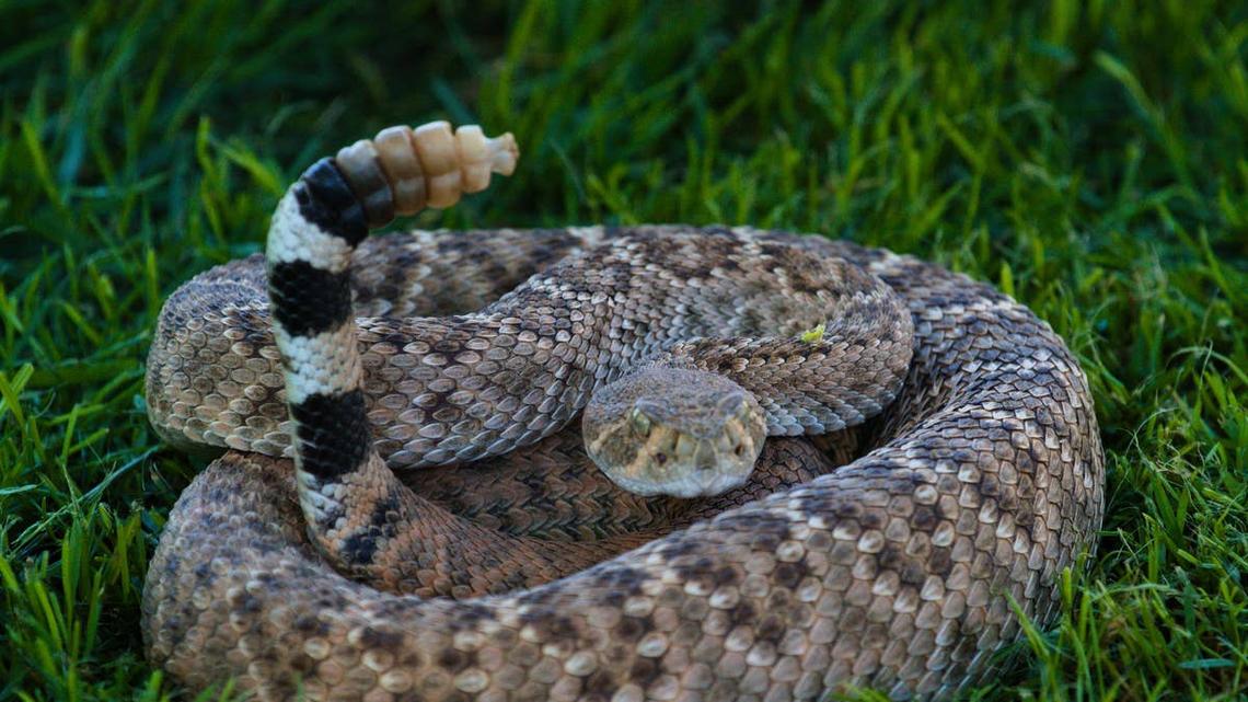 What to Do If You Find a Rattlesnake in Your Yard 