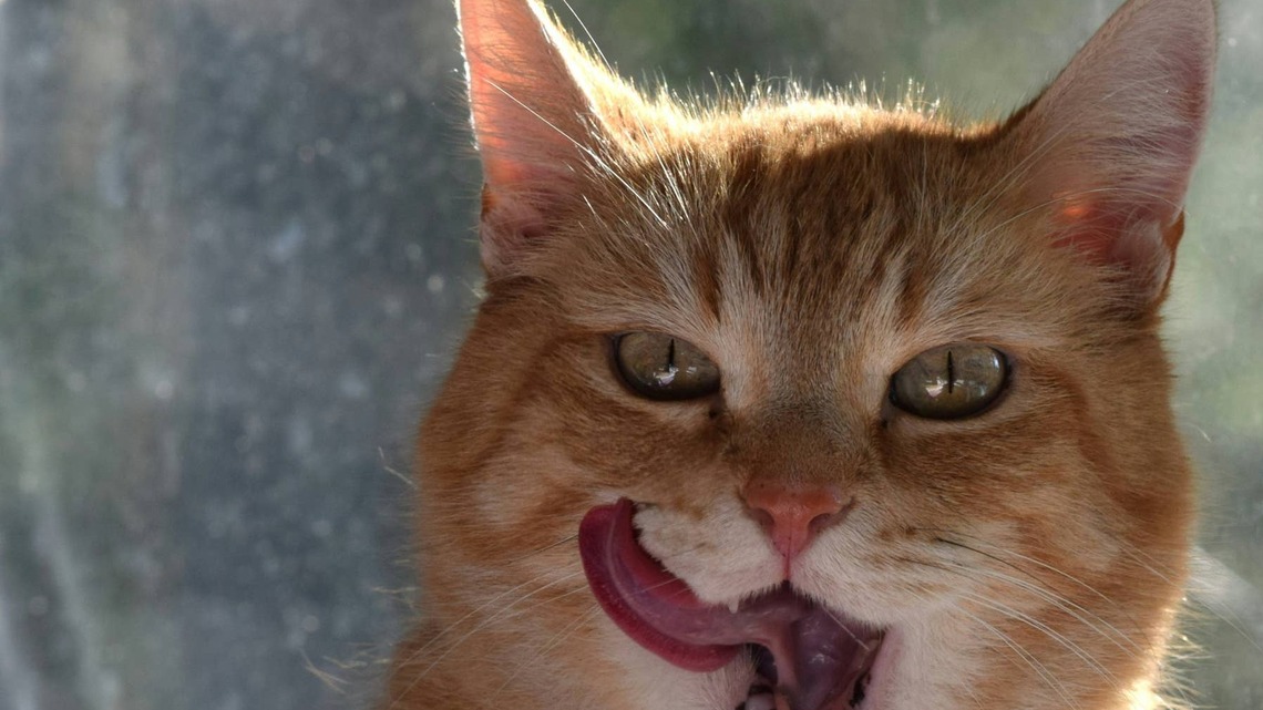 Orange Cat Goes Full 'Trash Panda' in the Kitchen Sink, and Honestly, He's Just Doing the Dishes 