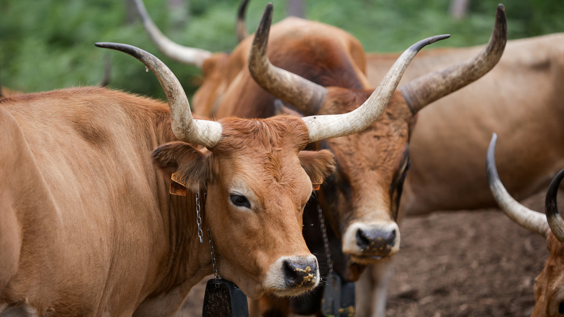 In wildfire-ravaged Spain, farmers revive native sheep and cows to graze on flammable plants 