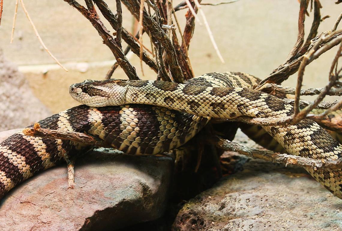  A Northern Pacific Rattlesnake roaming around Oregon. 