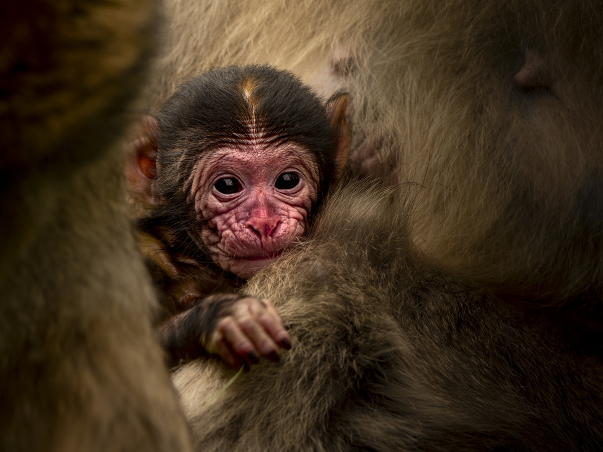  (Trentham Monkey Forest via SWNS) 