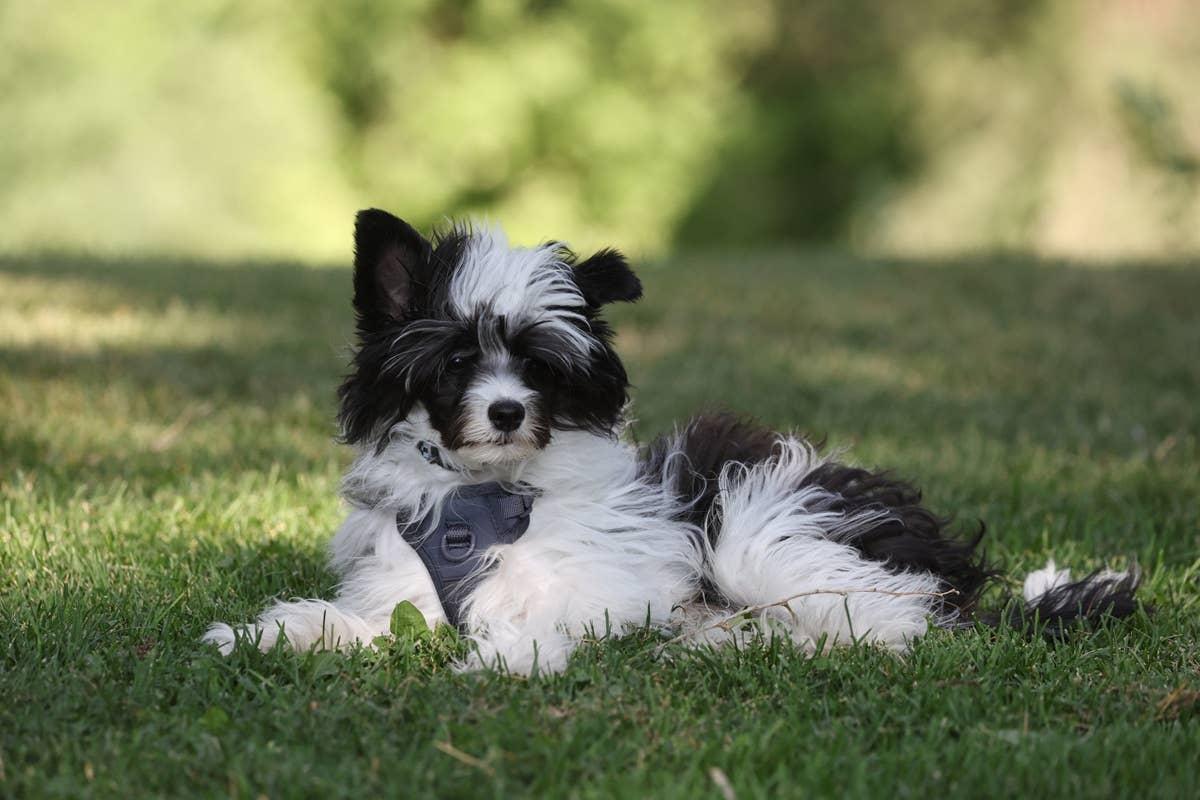  An adaptable companion breed that thrieves in small outdoor spaces.