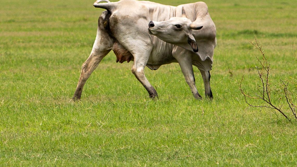 Second case of screwworm parasite confirmed in Texas, sources say 