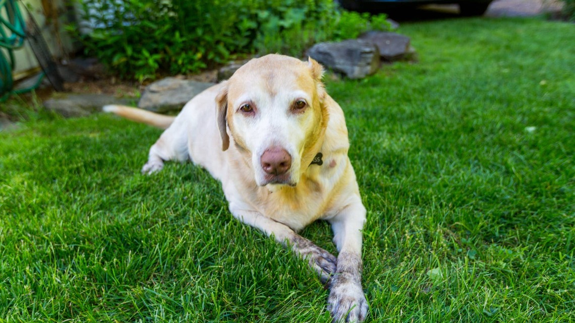 This Bride's Only Wedding Wish Was Walking Down the Aisle With Her Childhood Dog, and the 16-Year-Old Yellow Lab Stole the Show 