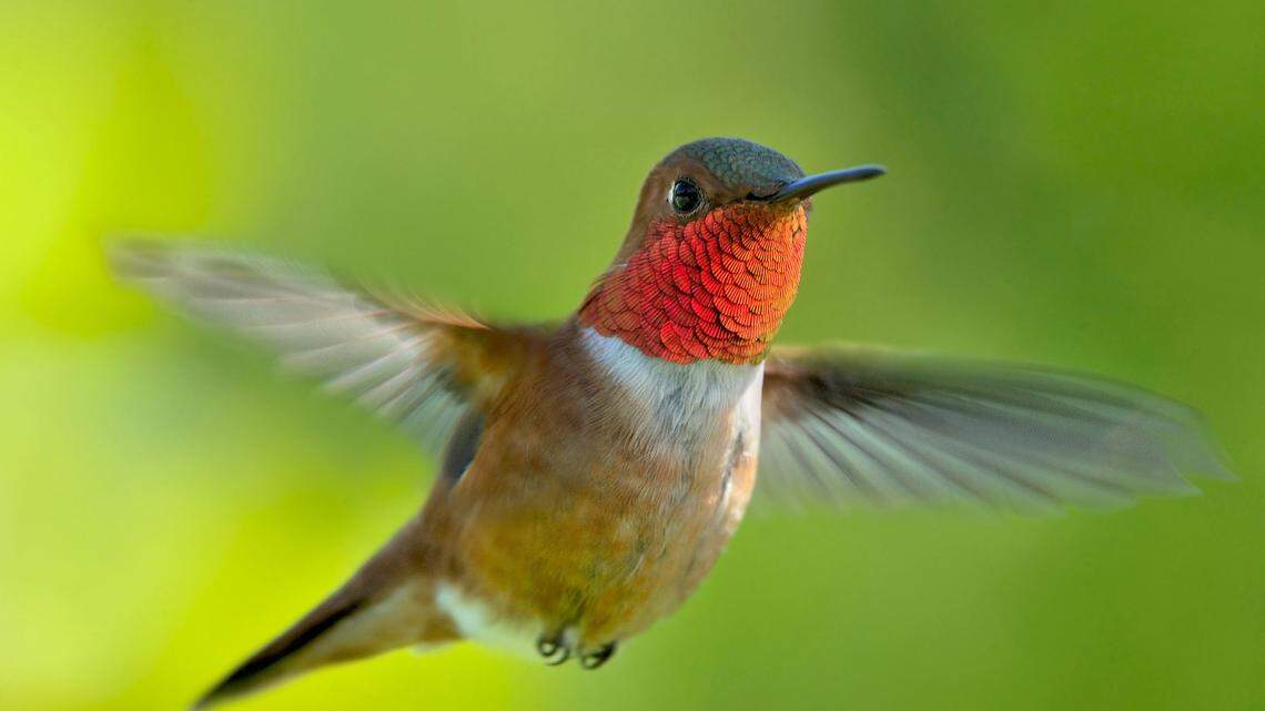 Ruby-throated hummingbirds are almost back in SC for 2026. Here’s when to put out your feeders