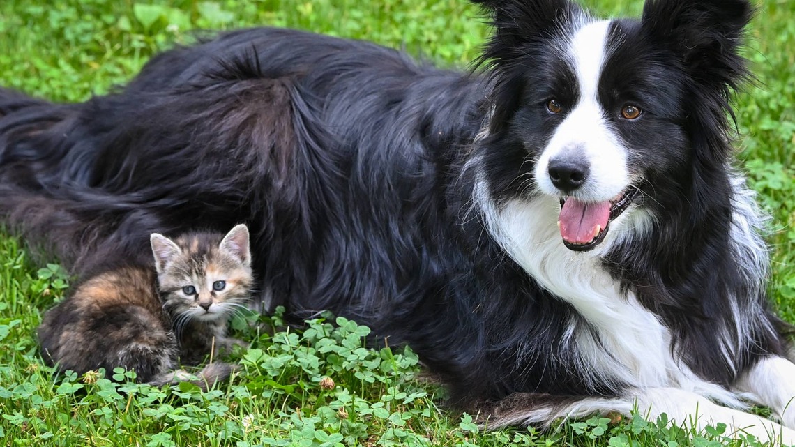 Border Collie's Intense Focus on ‘Herding' 2 Kittens Has Everyone Smiling 
