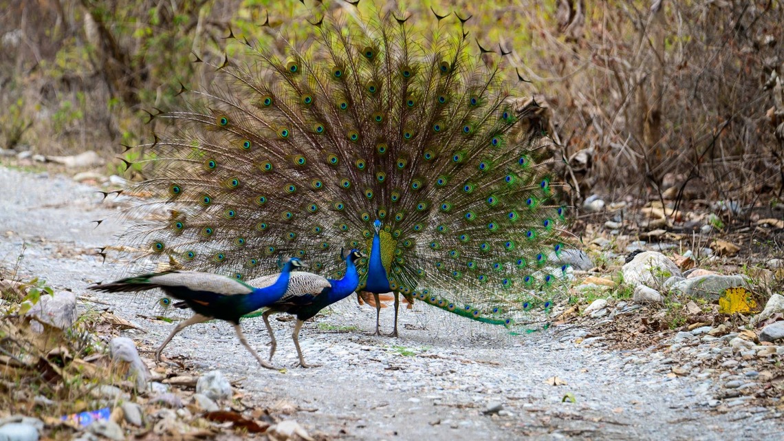 Labrador Retriever Is Told To Leave the Peacocks Alone and Immediately Does the Exact Opposite 
