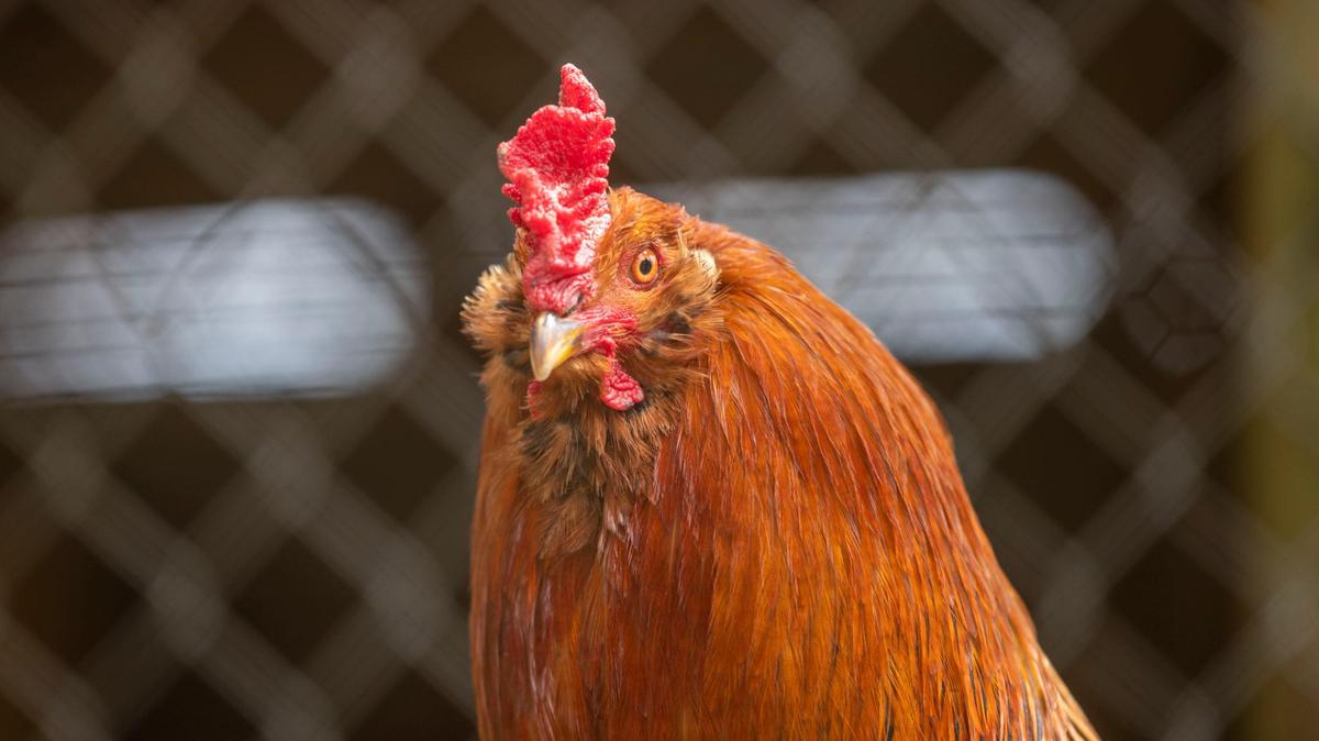 Cockfighting in California enables narcotics, gambling and crimes. Lawmakers must pass Assembly Bill 928 to end animal cruelty and criminal activity.