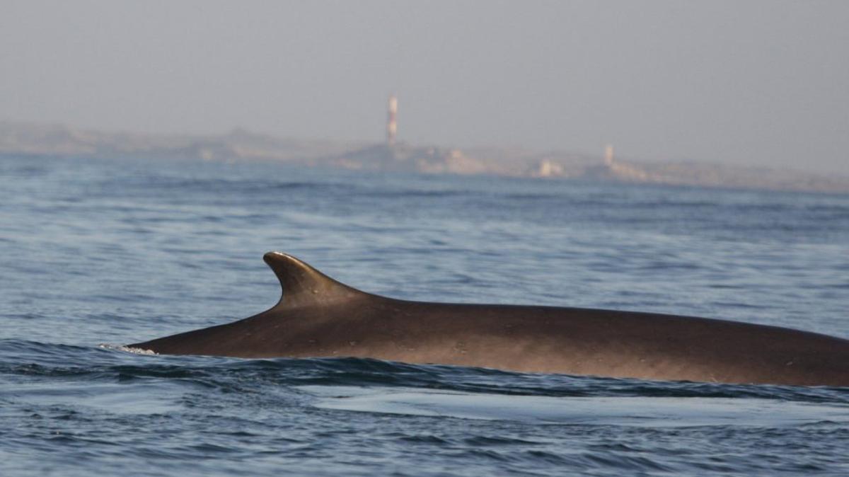 A fin whale photographed off the coast of Lüderitz in 2014, with the desert and Shark Island lighthouse in the background. (Sara Golaski for the Namibian Dolphin Project via SWNS). 