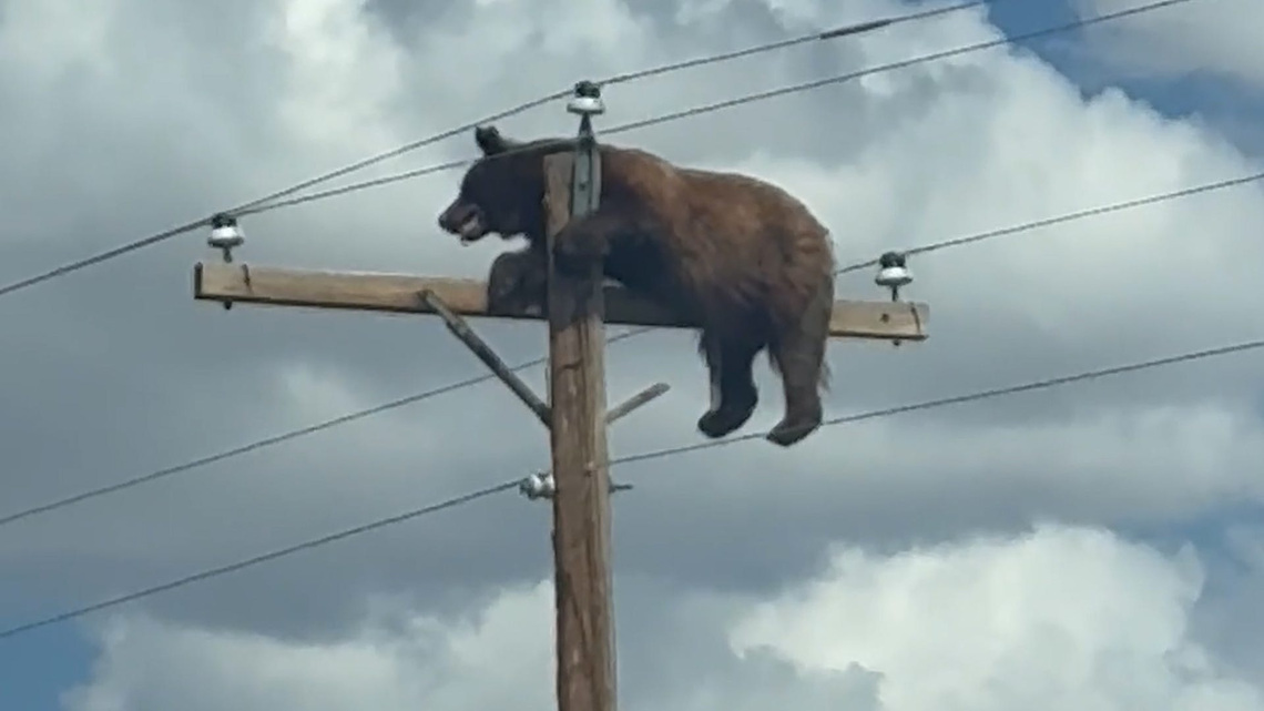 Bear attacks, conflicts with humans reach historic levels in Colorado 