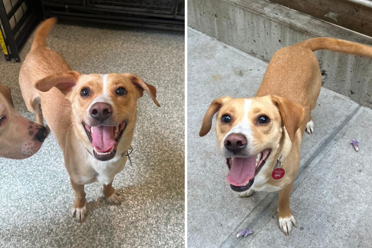  Photos of a dog, Pete, at day care, which he recently ran to after his leash broke on the walk with his owner. 