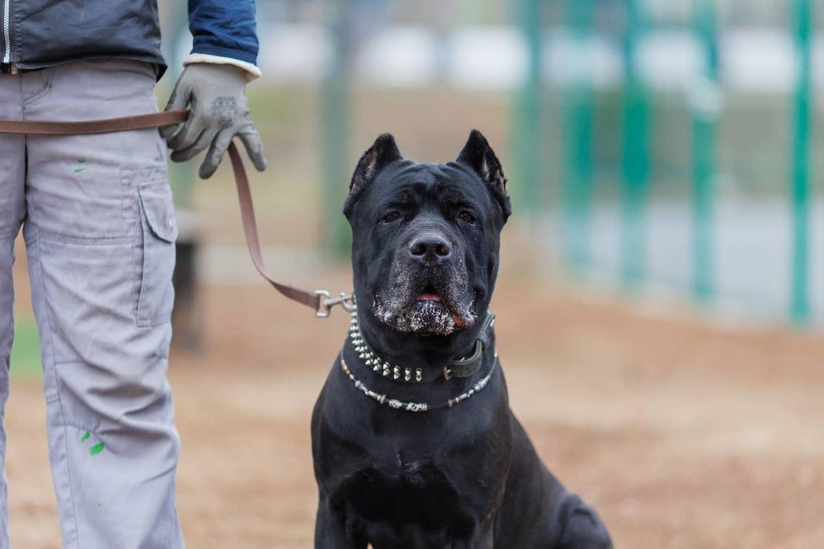  A Cane Corso sitting outside.