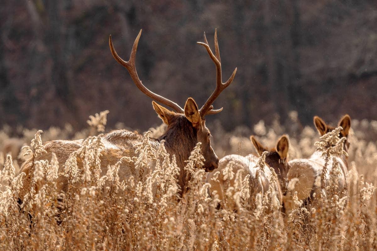  Early morning elk sightings in Cataloochee Valley, Great Smoky Mountains National Park.