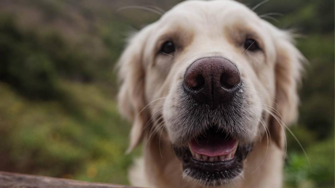 Golden Retriever Tries So Hard to Comfort Baby During Tummy Time-and It's Heartwarming 